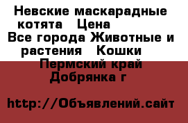 Невские маскарадные котята › Цена ­ 20 000 - Все города Животные и растения » Кошки   . Пермский край,Добрянка г.